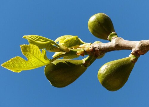无花果干一天吃几个最好
