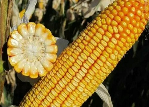 美达5917玉米种子怎么样