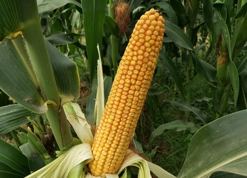 美达5917玉米种子怎么样