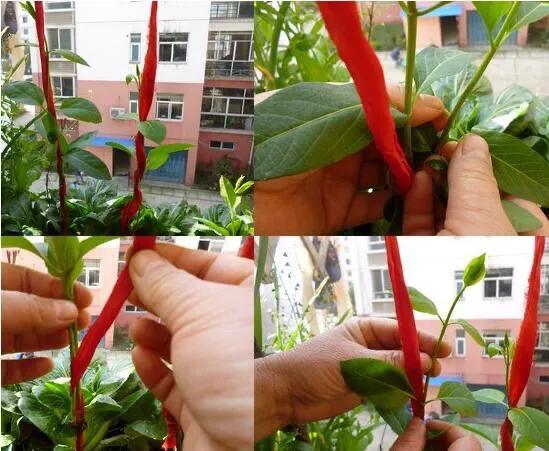 辣椒苗需要摘心打顶吗