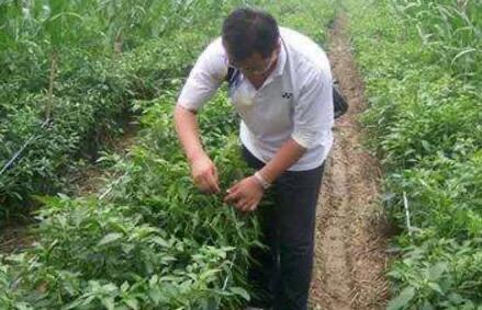 辣椒苗需要摘心打顶吗