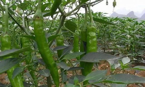 辣椒苗需要摘心打顶吗