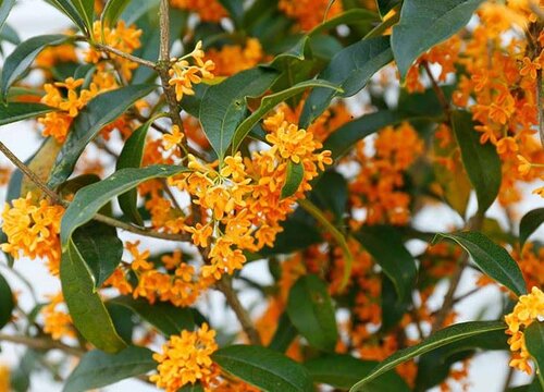 家门口种什么花最旺宅