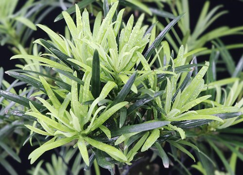 家门口种什么花最旺宅