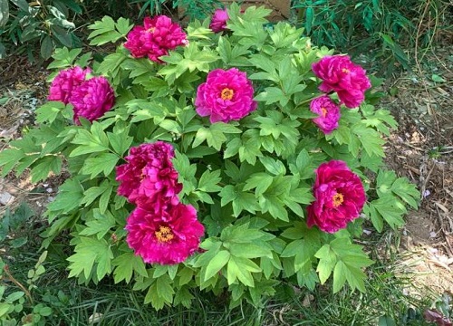 家门口种什么花最旺宅