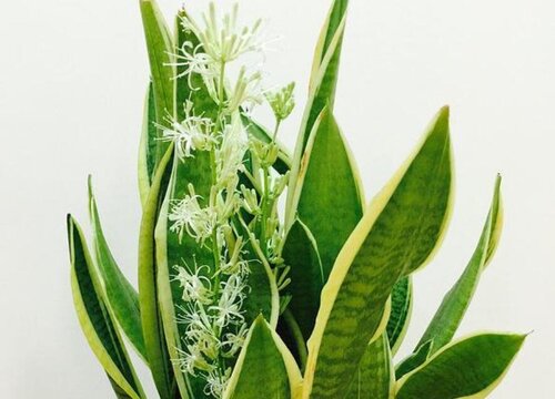 金边虎皮兰开花有毒吗