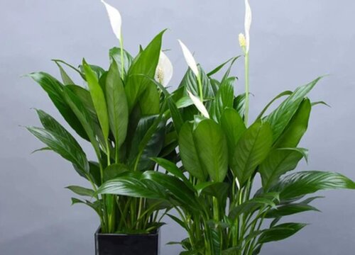 一帆风顺可以扦插吗