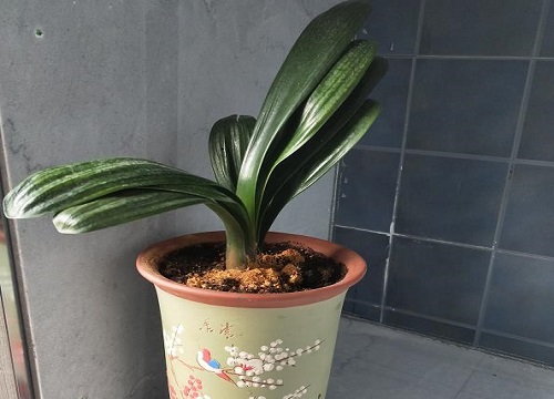 君子兰开花箭没拔出来怎么办