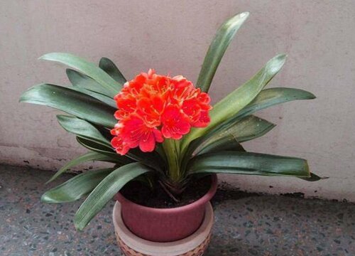 君子兰开花箭没拔出来怎么办