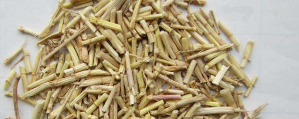 茅根草能煮水洗澡吗