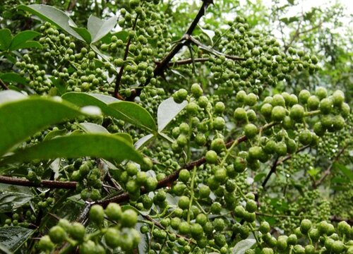 麻椒和花椒的区别