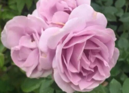 粉达是藤本还是灌木