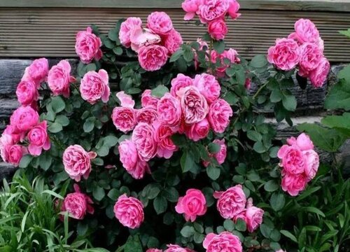 粉达是藤本还是灌木