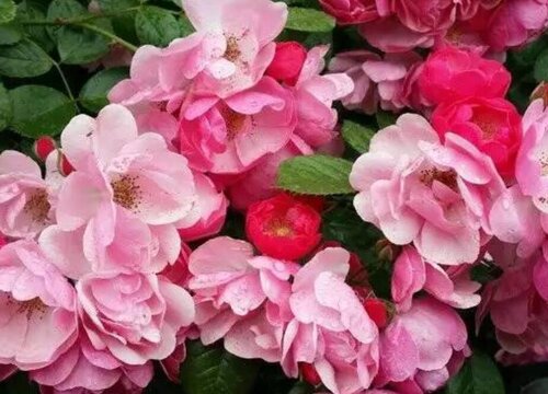 粉达是藤本还是灌木