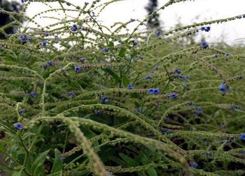 鼠见愁是什么植物