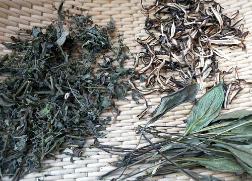 鼠见愁是什么植物