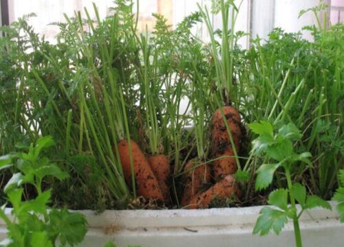 大红萝卜种植行距和株距多少合适