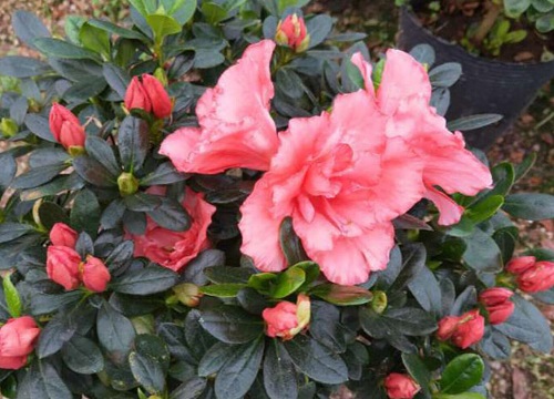 夏季怎么养杜鹃花避免肥害还板结