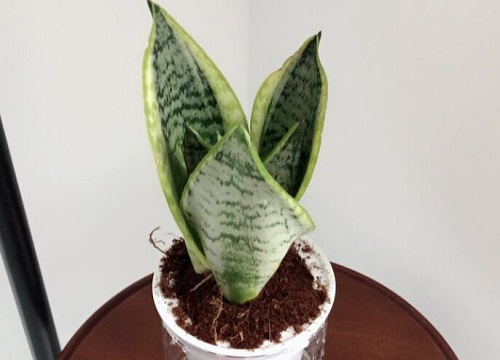 如何让虎皮兰长高长直还旺盛