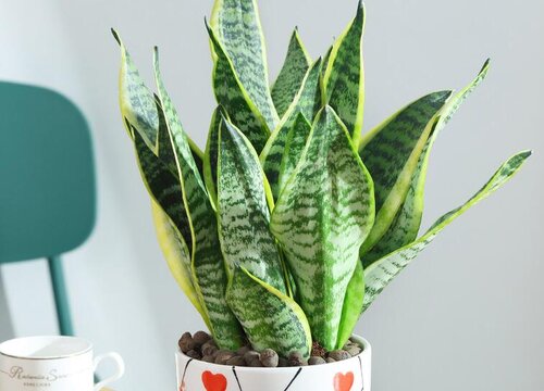 如何让虎皮兰长高长直还旺盛