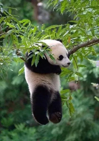 大熊猫分布在哪些地区