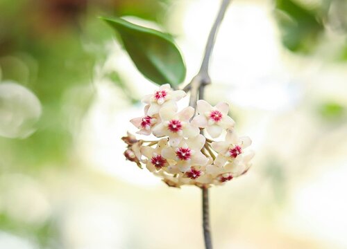 球兰什么时候开花