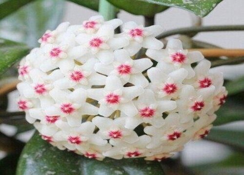 球兰什么时候开花