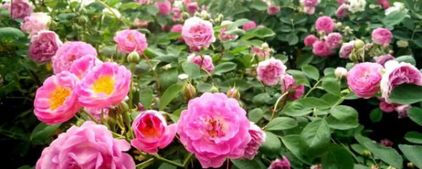 蔷薇适合什么季节播种