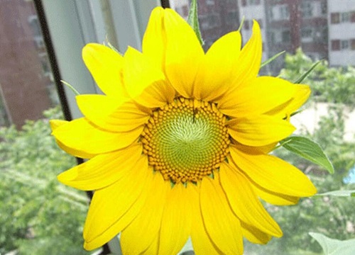 向日葵适合放在卧室吗