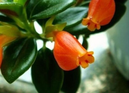 小金鱼花怎么养长得好开花更多