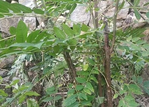 香椿大棚栽种方法