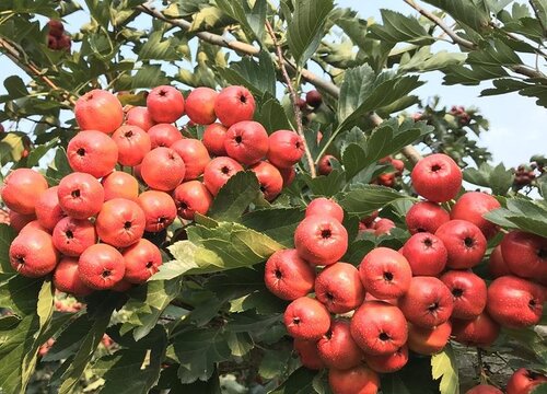 山楂树几月开花几月结果