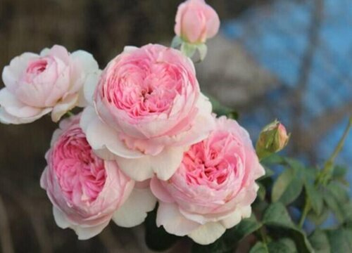 月季我的心是藤本还是灌木