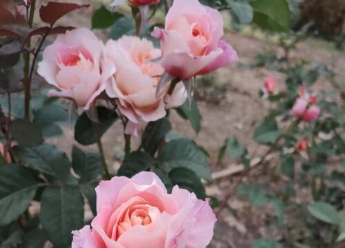 月季我的心是藤本还是灌木