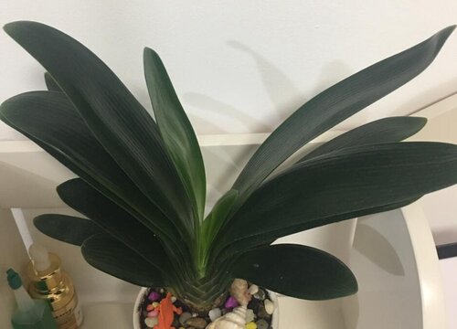 如何养出一盆高质量的君子兰