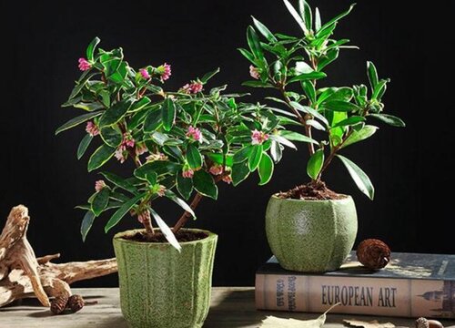 4月份如何养金边瑞香植株长势更旺