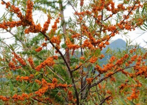 沙棘适合在什么地方生长
