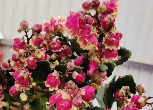 长寿花不开花或掉蕾需要怎么养护