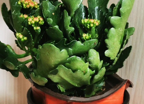 长寿花不开花或掉蕾需要怎么养护