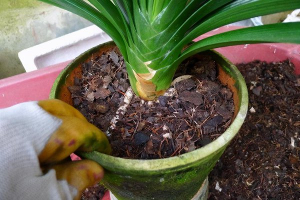 君子兰花浇水口诀