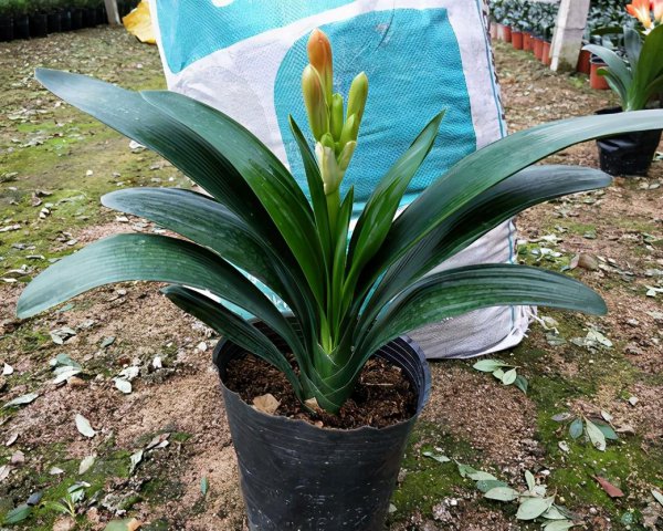 君子兰花浇水口诀