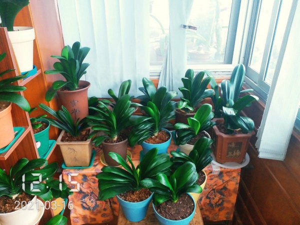 君子兰花浇水口诀