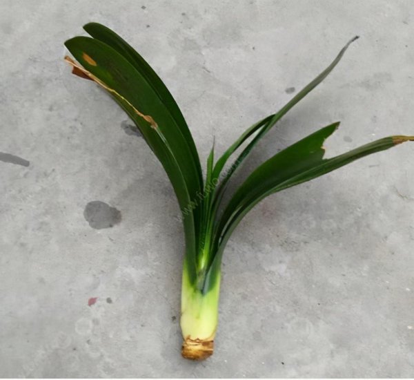 君子兰花浇水口诀