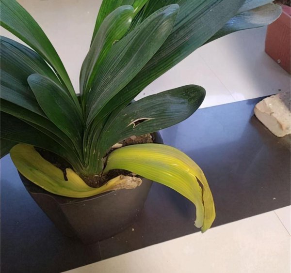 君子兰花浇水口诀