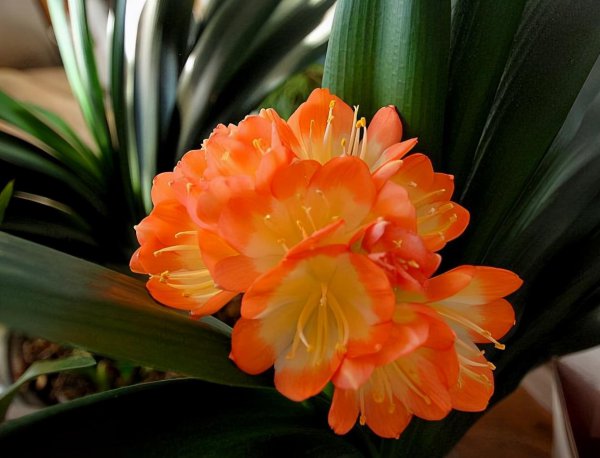 君子兰花浇水口诀