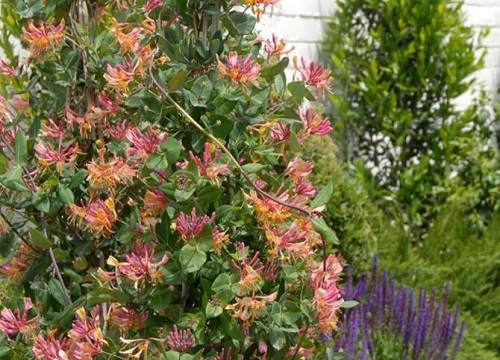 金银花品种介绍及图片