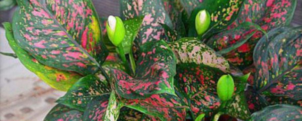 适合室内盆栽的植物有哪些