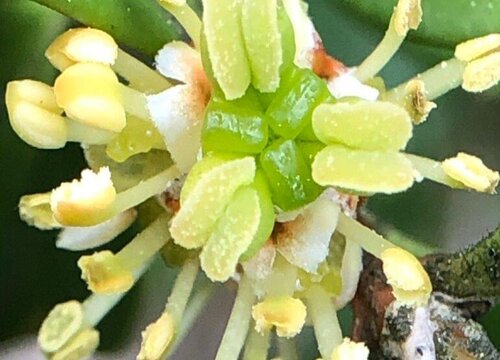 瓜子黄杨开花吗