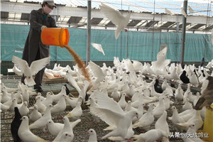 野鸽子吃什么食物