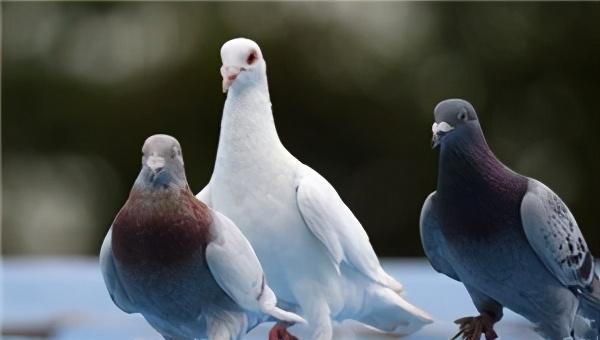 野鸽子吃什么食物